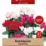 Κυκλάμινο Γίγας Περσίας Μίγμα φάκελος σπόρων